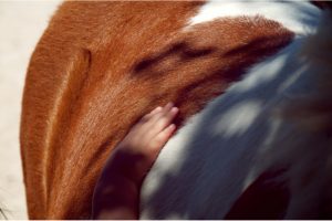 Terapias Asistidas con Caballos: Equitación terapéutica