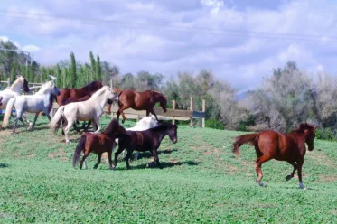 Caballos S'Hort Vell en semi libertad