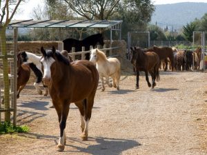 Caballos y ponis S'Hort Vell