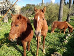 Caballos y ponis S'Hort Vell