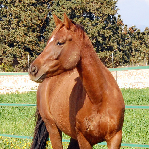 Caballos y ponis S'Hort Vell (Rocher)