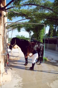 Caballos y ponis S'Hort Vell (higiene)