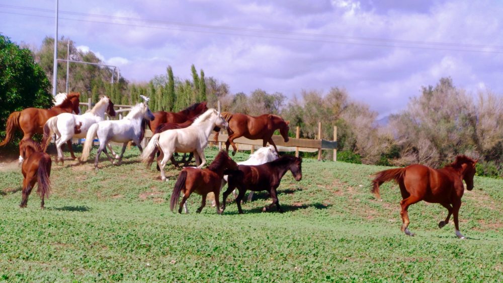 Caballos y ponis S'Hort Vell