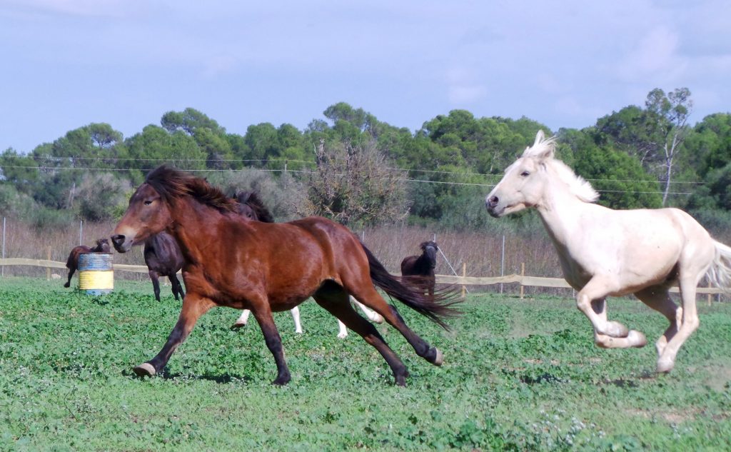 Caballos y ponis S'Hort Vell